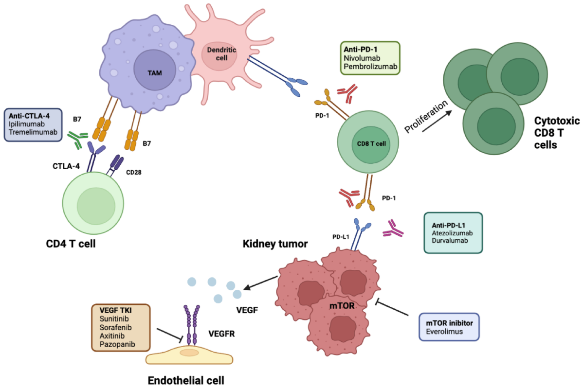 Targeted therapy and immunotherapy for kidney cancer treatment